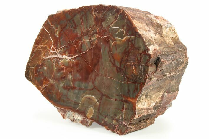 Polished Petrified Wood (Araucarioxylon) - Arizona #284337
